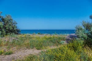 АкунаМатата 22